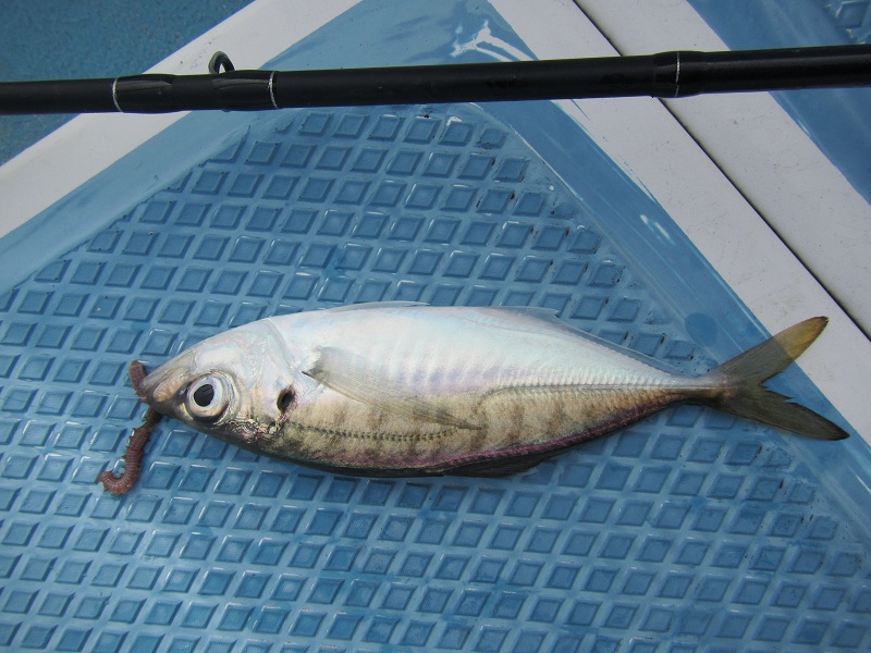 ตัวที่สาม
ชื่อญี่ปุ่น : อะ จิ
ชื่อไทย : ปลาทูม้า
ชื่ออังกฤษ : horse mackerel fish
รายละเอียด : ส