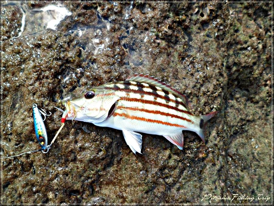 
 [center]ปลาชนิดนี้ก็สนใจเหยื่อ Micro Jig เหมือนกันครับ แต่ผมเองก็ไม่รู้ ว่ามันคือปลาอะไร 
ใครรู้