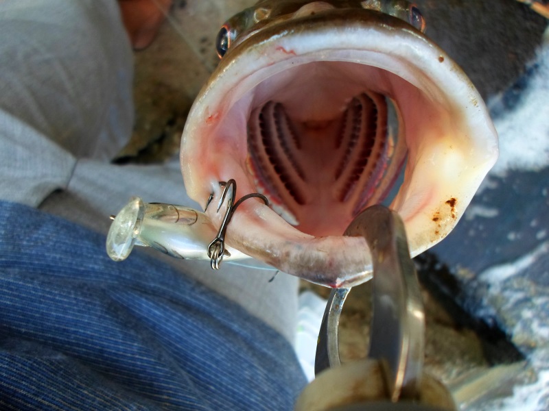 เขาว่ากันปลาชนิดนี้ให้เหงือกในการกัดเหยื่อ ไม่อยากคิดเลยว่าถ้ามีโอกาสเข้าไปในปากมันจะเป็นยังไง... :o