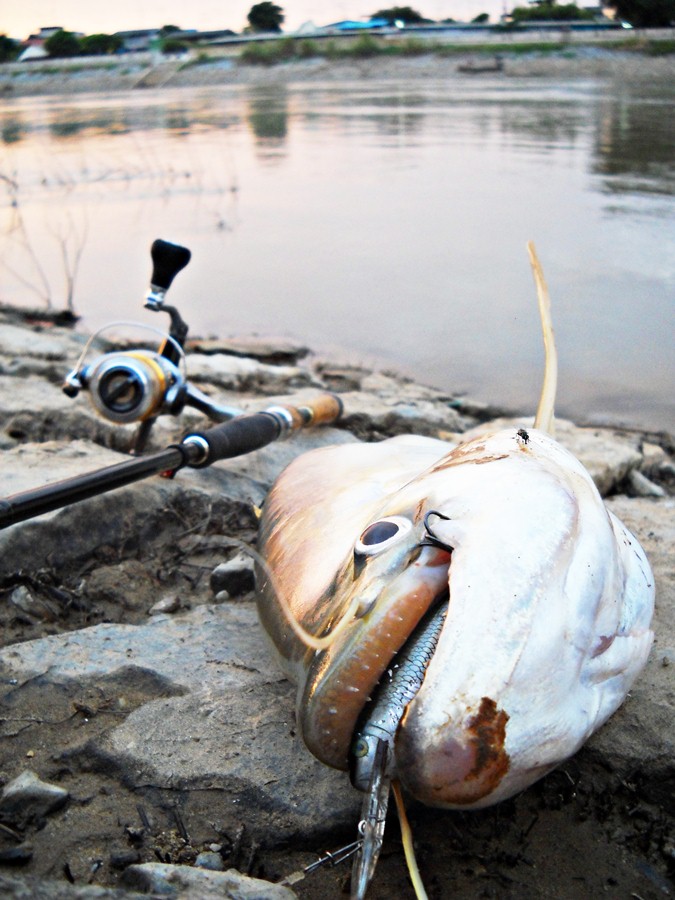 


 [center] [b]" ปลาเบี้ยว 3.2 kg " TWISTED - JAW SHEATFISH Chaopraya River Style !!

Lure :