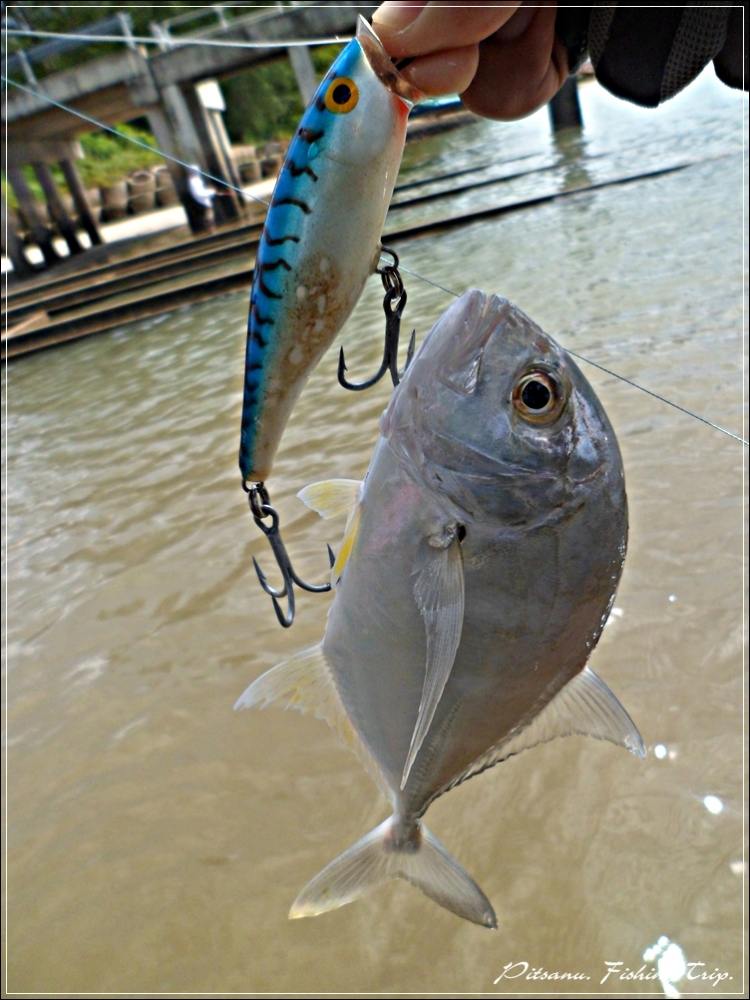 
 [center] [b].......................ตัวนี้กัดเหยื่อ  RAPALA SKITTER POP 9  สี  SM ................