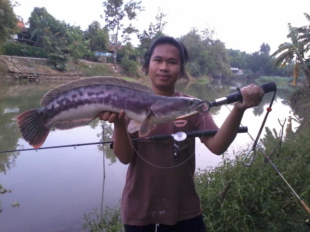 ปิดท้ายกับชะโดแม่น้ำครับ