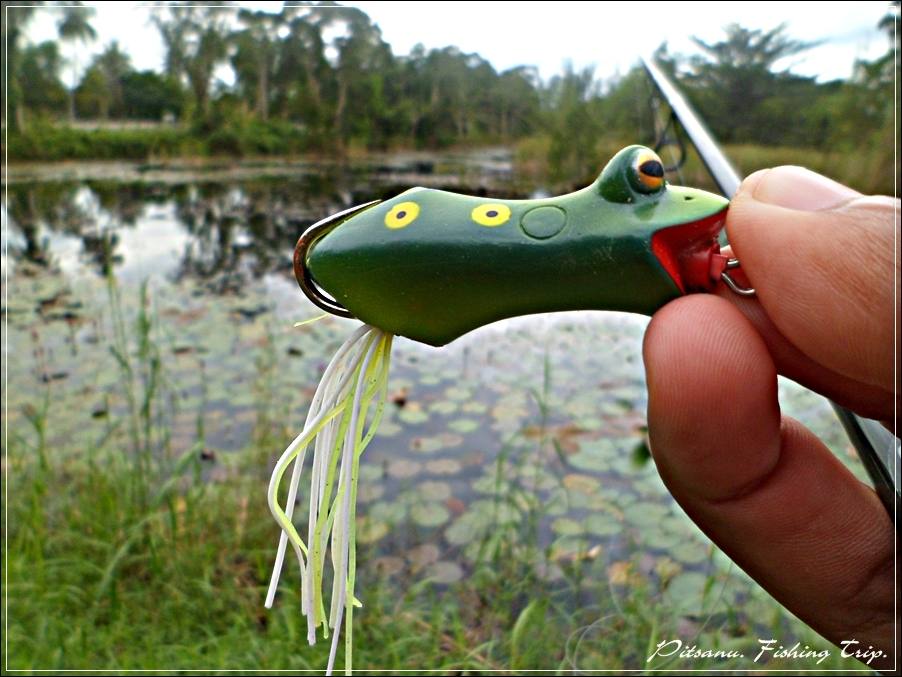 
 [center]มาจับที่เหยื่อตัวนี้ครับ  กบยาง   [b]STORM BHASHO FROG  รหัสสี CF [/b]  

จากเดิมที่เคย