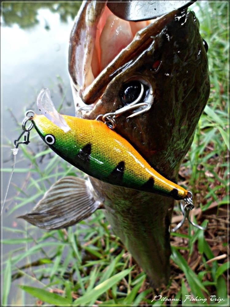 
 [center]กัดเหยื่อ Rapala Scatter Rap Shad 7  รหัสสี  P  แบบเต็มๆๆ  เต็มๆๆๆๆๆๆ เบ่าตาาาาาาาเลย   :