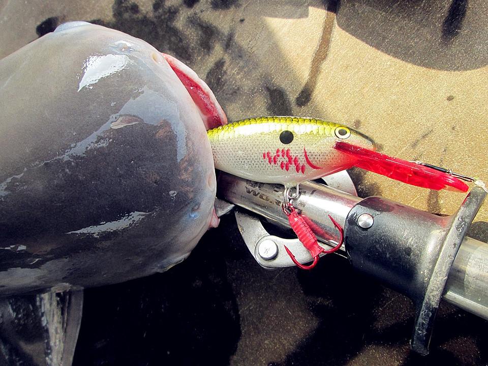 Rapala Shad Rap 7 Cm BOF