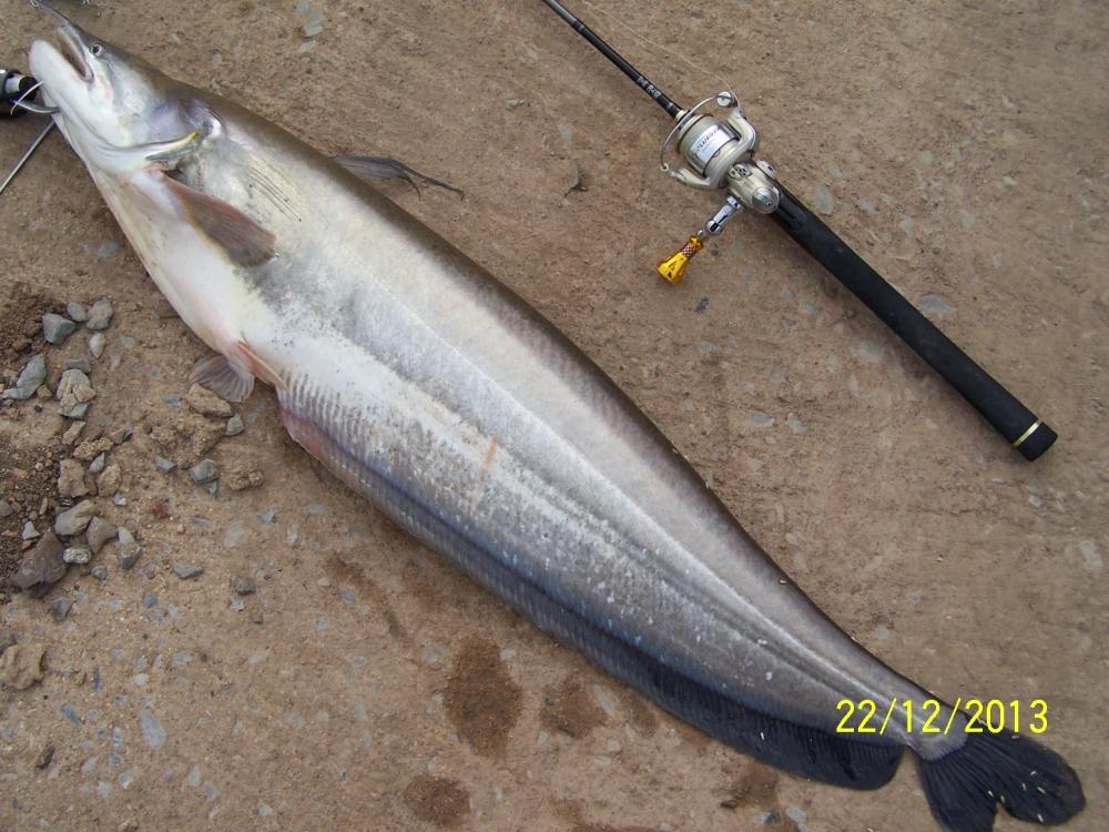 http://www.siamfishing.com/_pictures/board/upload2013/201312/138839673671.jpg
