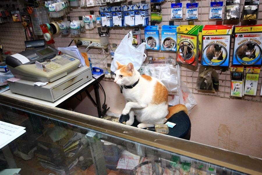 ทำไม แมวกวัก ร้านนี้เหมือนของจริงจังหว่า  :think: :think: :think: :confused: :confused: :confused: