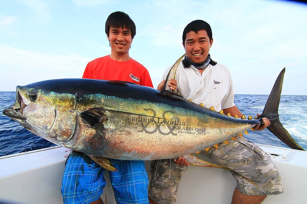 ที่เดิมมุมเดิม มุมแห่งแชมเปี้ยน ....

Yellow Fin Tuna   .... กับนักสู้ทั้ง 2   

ปลาตัวนี้มันจะเ