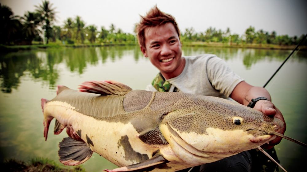 Redtail Catfish ภาษาพิ้นเมืองที่บราซิลแหล่งที่ปลาของปลาชนิดนี้เรียกกันว่า Pirarara ปิราราร่า :love: 