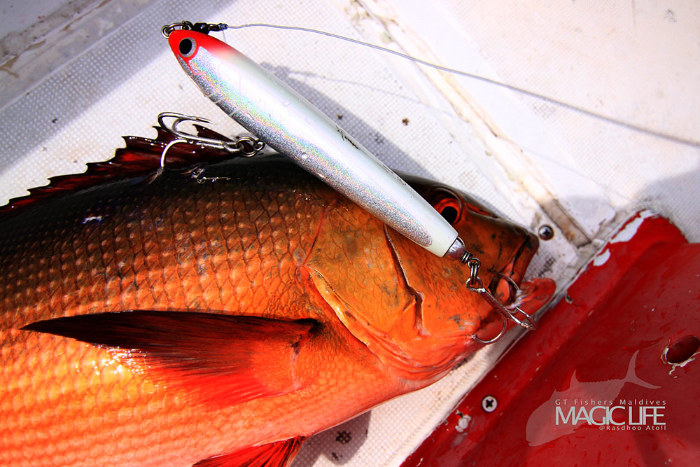 




ปลาสีแดงๆ กับ    Aurora Swim Version

เหยื่อฝีมือคนไทย ที่ไปดังไกล้.....ไกล






