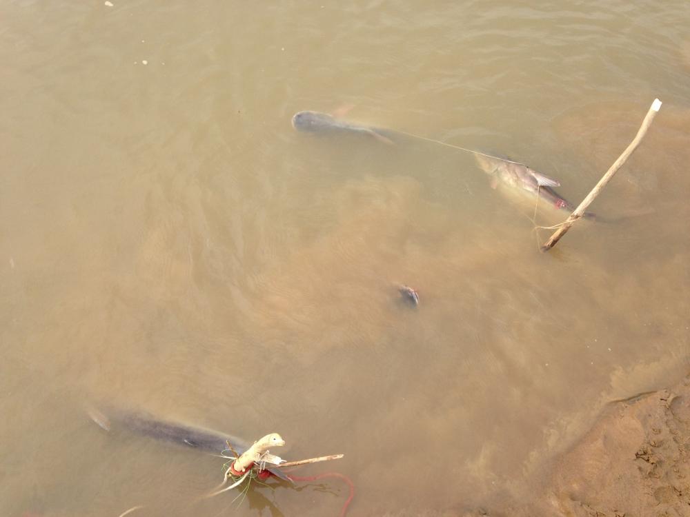 หลังจากเดือน พฤศจิกายน น้ำในแม่น้ำเจ้าพระยาได้ลดลงกลับเข้าสู่สภาวะปกติ  ผมก้ได้เฝ้ารอดูปลาขึ้น ที่แม