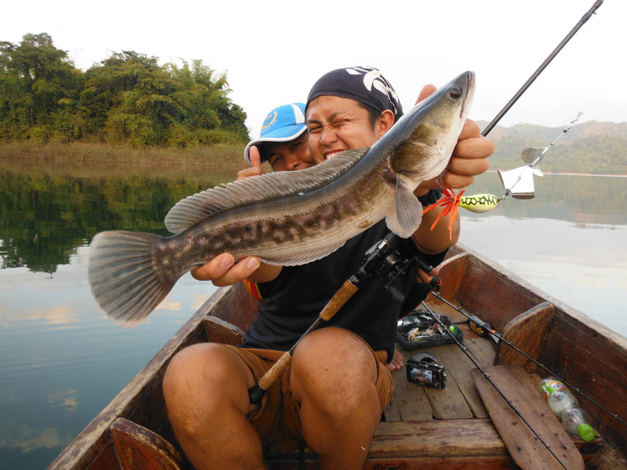 สปิริตของเขาเยี่ยมจริง ๆ ครับ เข้าให้เหยื่อ Udylure รุ่น อีหนูใบพัด อัดชะโด แต่เหยื่อหลุดจากปากปลา เ