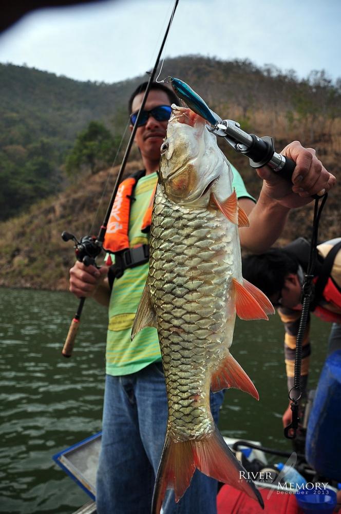 


เปลืองเวลาจัดการกับปลาตัวแรกพักใหญ่

ผมหันหัวเรือกลับไปให้คนอารม์ค้างอีกรอบ ...... ตูมมมมมม 