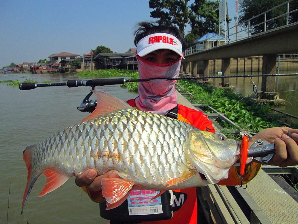 จัดไปงามครับผม...... Rapala Shad Rap 7 Cm.

[q][i]อ้างถึง: llk5 posted: 22-01-2557, 09:13:59[/i]
