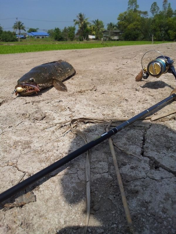 กัดของแพงซะด้วย....กบ megabass... :grin: :grin: :grin: