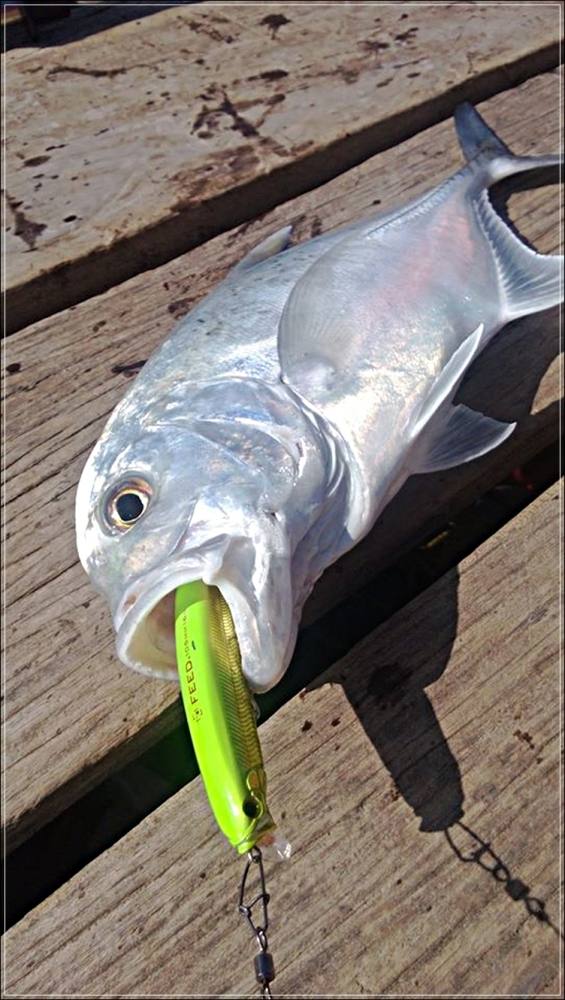 
 [center] [b]LURE[/b] ....... TACKLE HOUSE FEED SHALLOW FLOATING 105 mm 16 G[/center]

