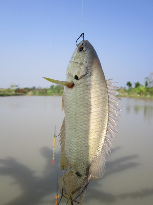 นี่ครับปลาหมอไทย เดี๋ยวนี้หายากมากตามแอ่งน้ำธรรมชาติ เห็นแล้วนึกถึงสมัยเด็กนะครับเวลาฝนตกหนักๆที่ปลา