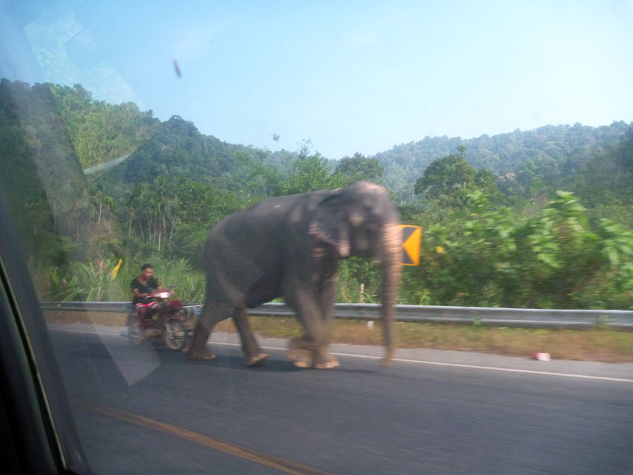  [center]ระหว่างเดินทางเจอก้านกล้วย[/center]