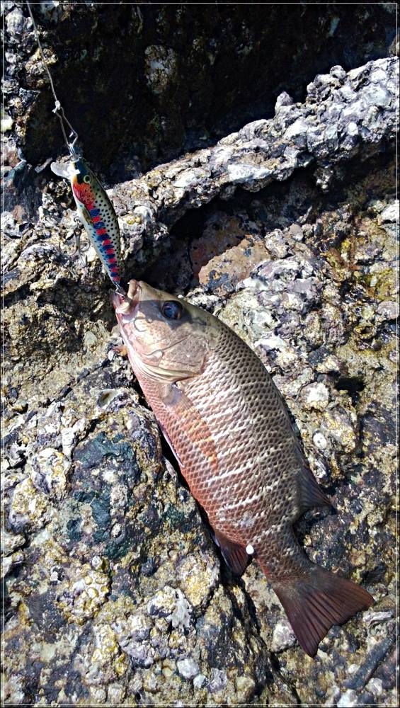 
 [center]ไม้ต่อไม้เลยครับ สำหรับ.......ตัวนี้
แดงเขี้ยว Mangrove Jack, Mangrove Red Snapper (Lutj