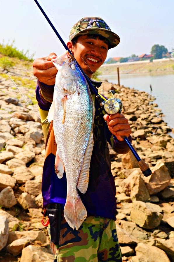 

 [center] [b]... Boeseman Croaker Fishing Chaophaya River @ Angthong ...[/b]


 :heart: :hear