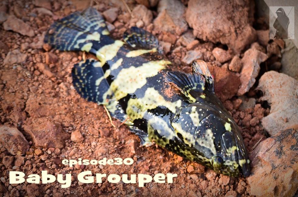 Episode30 Baby Grouper