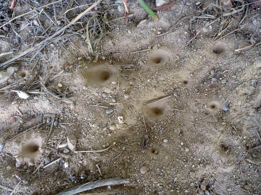  [center]เดินมาเจอหลุมแมลงช้าง เจ้าแมลงพวกนี้ขุดทรายเป็นหลุมทรายดูดดักมด แมลงเล็กๆ ให้ไหลจมลงไปก้นหล