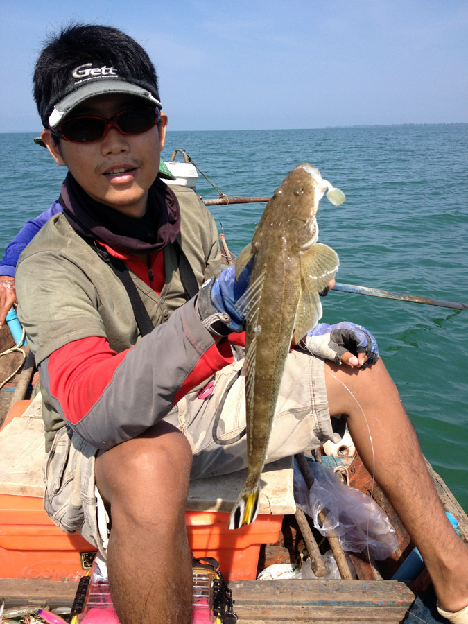  [center]ภาพนี้จะเห็นด้านข้างและแพนหาง

Flathead ในไทยน่าจะพบบ่อย 2 พันธุ์ ตัวที่หางลายสีแบบนี้จะเ