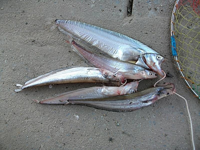 สอยปลาแดงได้มาอีกสองสามหน่วย ปลาเบี้ยวเล็กอีก1 ตัวพอทำกับข้าวตามสั่งแล้ว เลยเลิกตก เดี๋ยวต้องเอาปลาไ