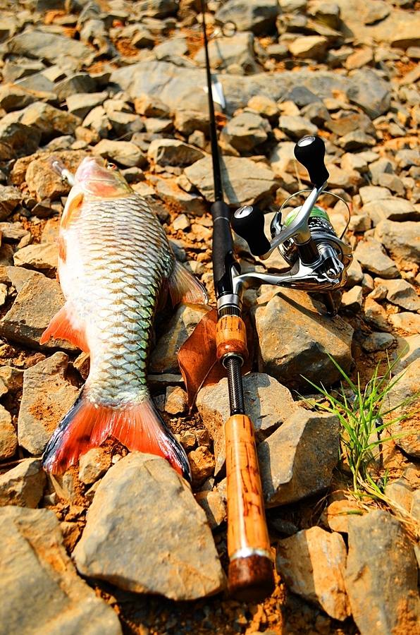 

 [center] [b]" Fishing Trip Chaophaya River @ Angthong "

Fish : ปลากระสูบแม่น้ำ ( Hampala )