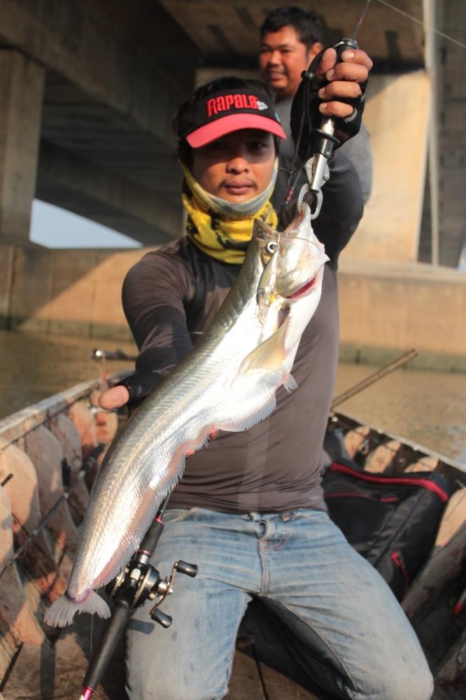 RAPALA Shad Rap 7 สี  ALB.......รับประกันคุณภาพครับ  แน่นอนชัวครับ.............ลองแล้วครับ ฟันธง....