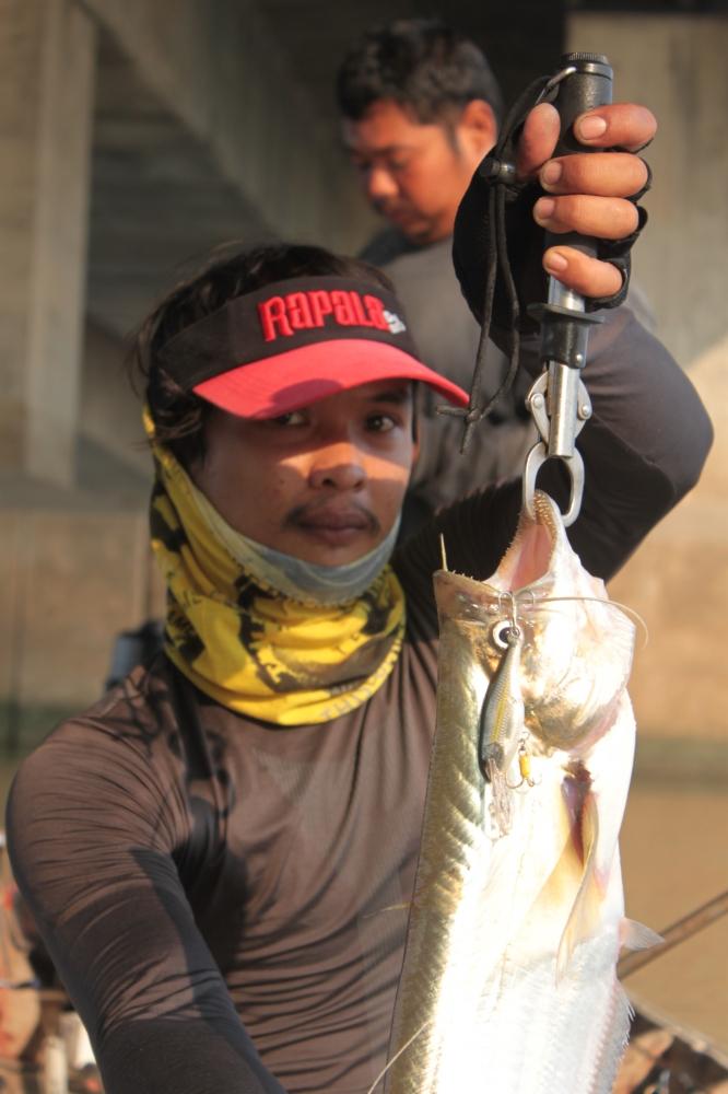 RAPALA Shad Rap 7 สีเทพ ฝุดๆๆๆ ALB.....................ต้งลองครับ....ตอนนี้หาซื้อยากมากๆๆครับ......ใ