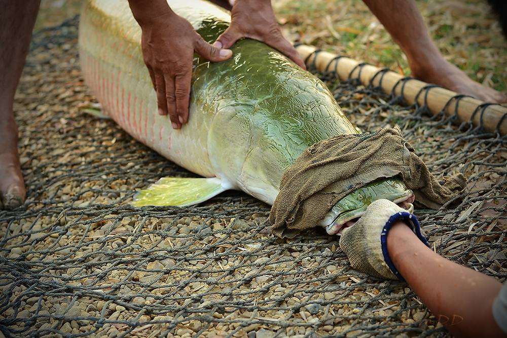 ตัวนี้กินลืกมากๆเสียวเลย :cheer: :cheer: :cheer: :cheer: