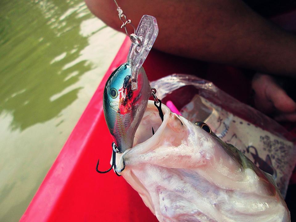 ดูกันชัดๆๆ rapala fat rap 5 cm