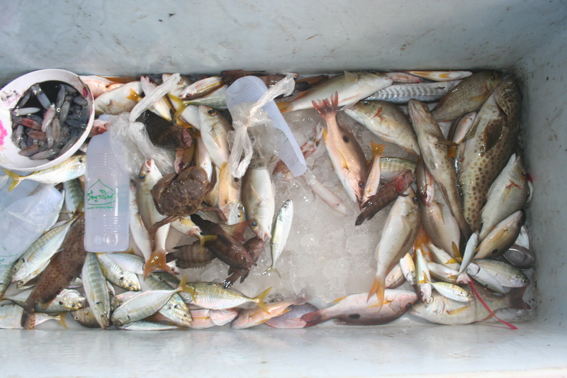 

             น้ำตายทั้งคืน  ปลาฉวยเบ็ดน้อยมาก ไม่ได้ลุ้นปลาใหญ่เลย  ได้เก๋า ไซค์ครึ่งโล  2 ตัว น