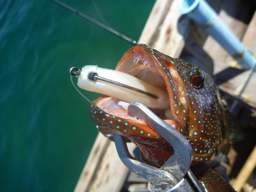  [center]ส่วนตัวนี้ของตากกล้องจากการใช้ Texas Rig ล้วงกองหิน

กะรังลายขวางจุดน้ำเงิน Bluespotted H