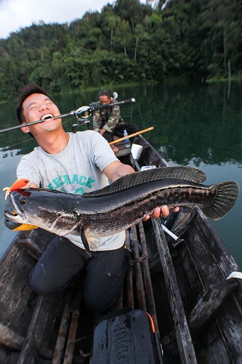 เกือบจะกลับแพแล้วครับก็มาโดนตัวนี้เลย
Giant Snakehead
Rod Geecrack DoubleDutch
Model:Bottoms Up 1