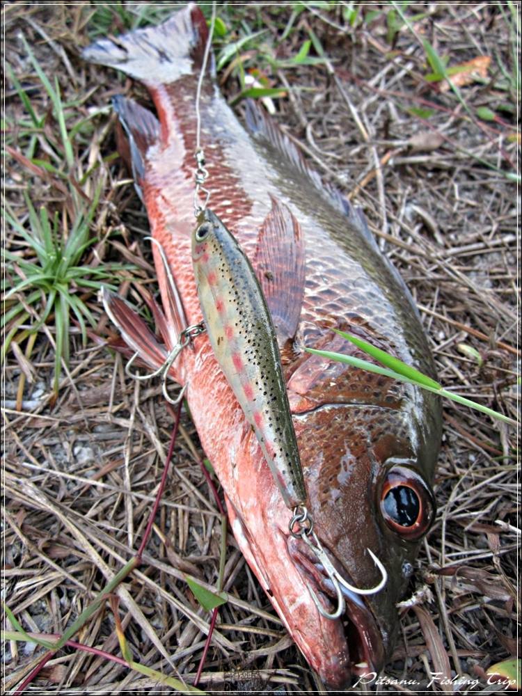 
 [center]กัดเหยื่อ rapala BX minnow [/center]

