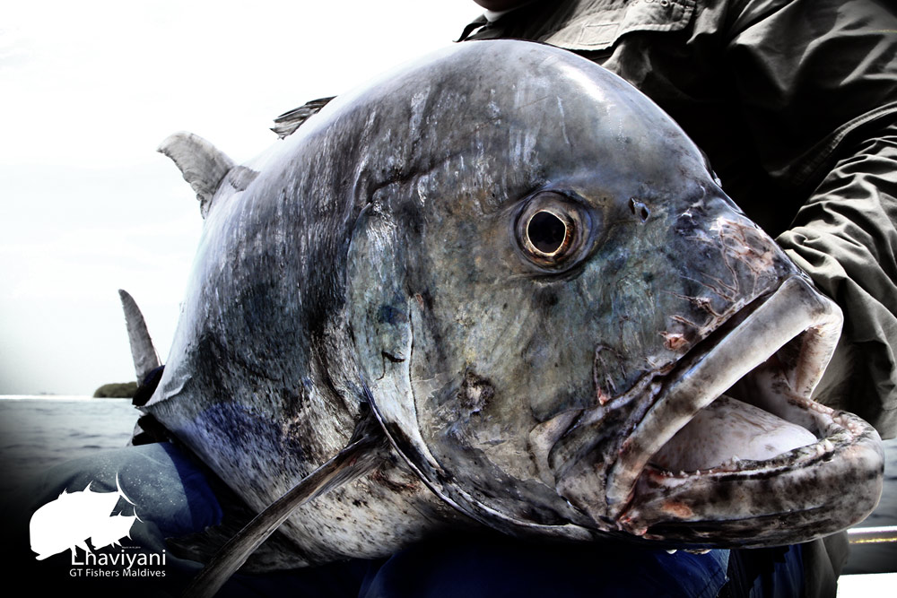 



GT(Giant trevally)

ปลาเกมส์ชั้นยอดสำหรับนักตกปลา ไม่ว่าจะเป็นมือหน้าดิน Jigging  หรือ Pop