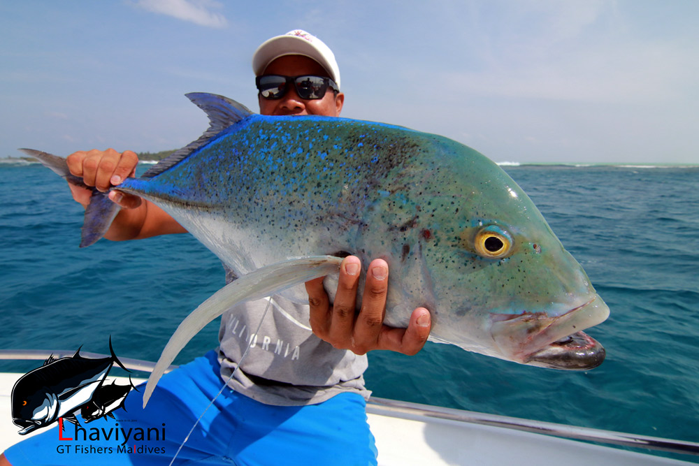 



มงจุดฟ้า (Blue Fin Trevelly)

ปลาสวยงามอีกตัวครับ ... บ้านเราน่าจะเหลือน้อยเต็มที

เจ้าต