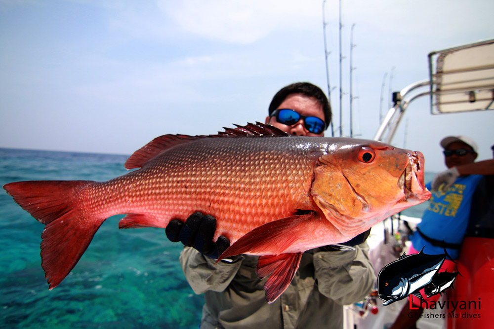 



เบียร(ใหญ๋)  กับ Redsnapper 

มีเยอะมากครับ สีแดงๆ แบบนี้ที่มัลดีฟ

ขึ้นกัดเหยื่อผิวน้ำเ