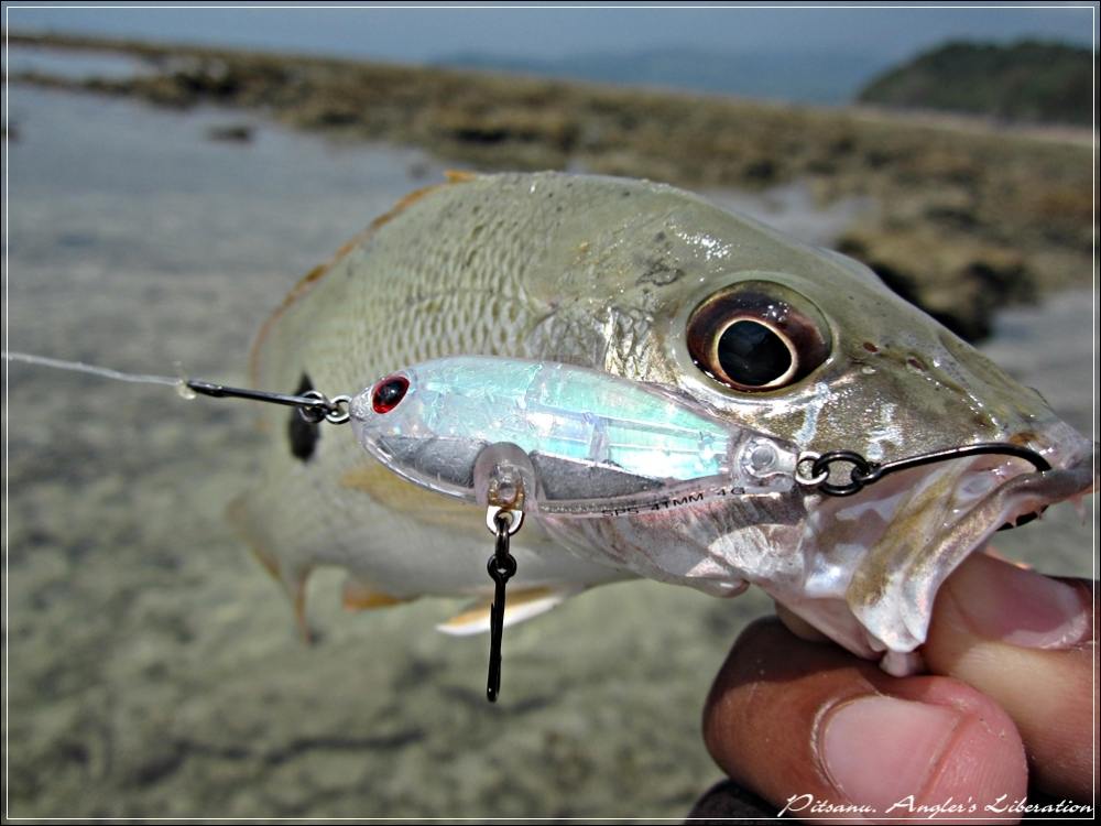 
 [center]Lure : Tackle House - SHORES Sinking Pool Shad 41mm 4g  

เช่นกัน ตัวนี้..........สีใสเ