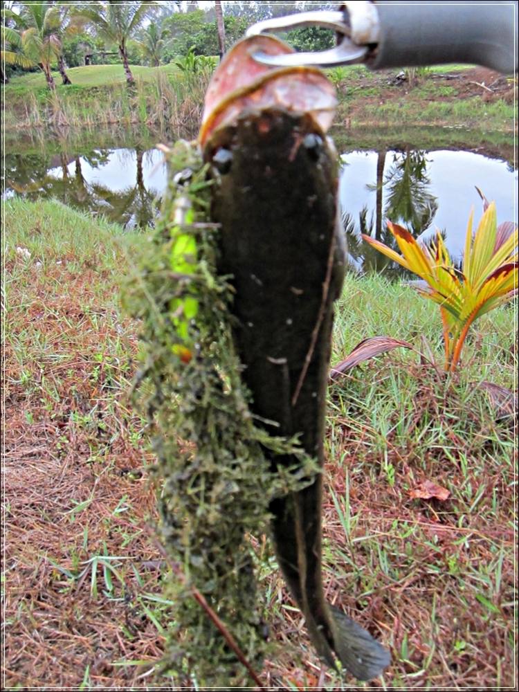 
 [center]เหมือนเดินครับตัวนี้ งัดมาทั้งดงสาหร่าย  ด้วยหมายที่มันมี.... [b]ดงสาหร่าย[/b] 
เยอะแยะไ