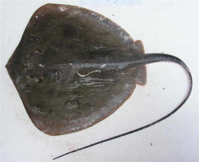 ปลากระเบนแดง
Dasyatis akajei  (Müller & Henle, 1841)	
 Whip stingray 
ขนาด 100cm 
พบตามแม่น