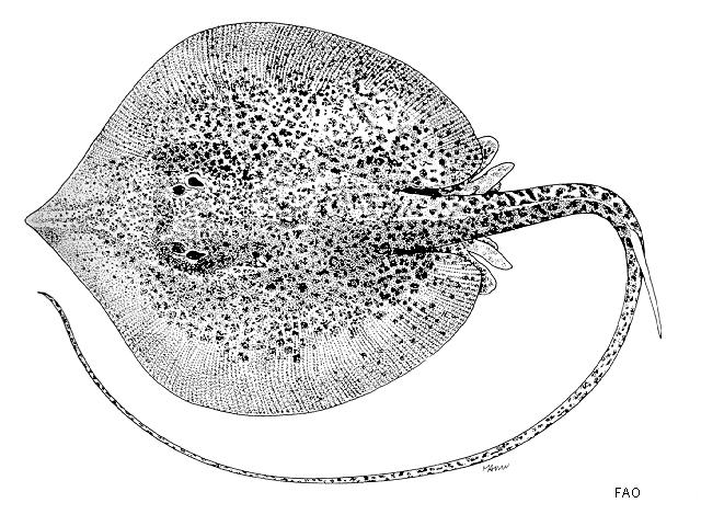 ปลากระเบนลายนกเขา
Himantura oxyrhyncha  (Sauvage, 1878)	
 Marbled whipray 
ขนาด 40cm
แม่น้ำตอนล่