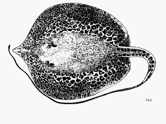 กระเบนหินอ่อน
Himantura krempfi  (Chabanaud, 1923)	
 Marbled freshwater whip ray 
ขนาด 30cm
พบตา