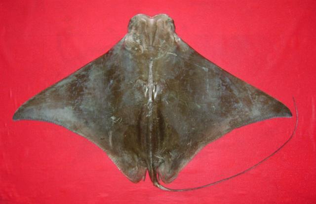 ปลากระเบนค้างคาว
Rhinoptera javanica  Müller   Henle,  1841,,	
 Flapnose ray 
ขนาด 120cm
พบ