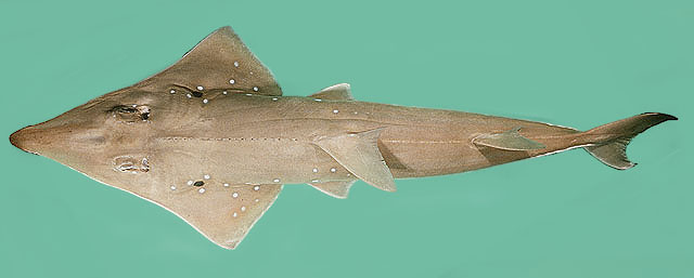 ปลาโรนันจุดขาว
Rhynchobatus djiddensis  (Forsskål, 1775)	
 Giant guitarfish ขนาด 300cm
พบตา