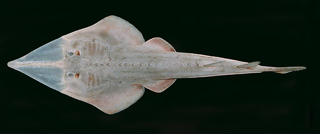 โรีนันหัวเสียม
Glaucostegus granulatus  (Cuvier, 1829)	
 Granulated guitarfish ขนาด 200 cm
พบตามพ