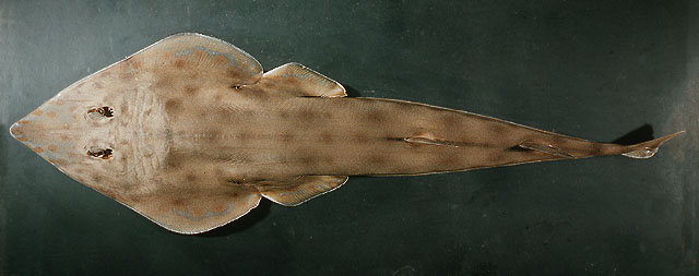 Rhinobatos schlegelii  Müller & Henle, 1841	
 Brown guitarfish 
ขนาด 100 cm
