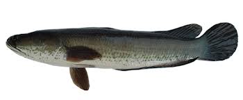 ปลาช่อน (อังกฤษ: Common snakehead, Chevron snakehead, Striped snakehead; ชื่อวิทยาศาสตร์: Channa str